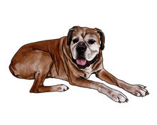 Load image into Gallery viewer, Pet Illustration